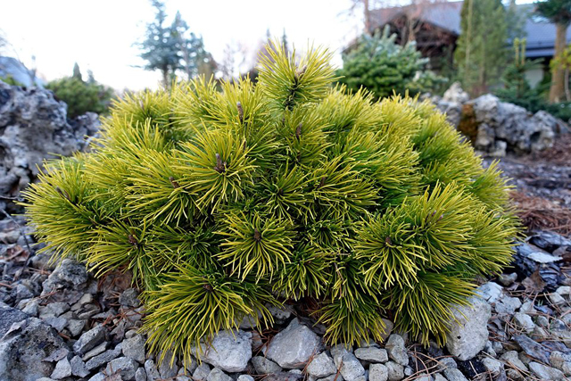 Pinus mugo 'Lemon'